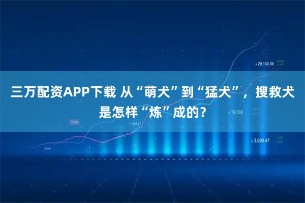三万配资APP下载 从“萌犬”到“猛犬”，搜救犬是怎样“炼”成的？